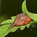 Acacesia hamata - photo 4