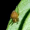 Acacesia hamata - photo 5