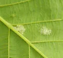 Acalitus brevitarsus