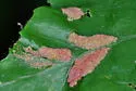 Acalitus ferrugineum