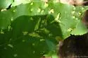 Acalitus ferrugineum - photo 2