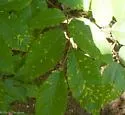 Acalitus ferrugineum - photo 3