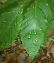 Acalitus ferrugineum - photo 4