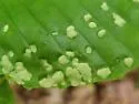 Acalitus ferrugineum - photo 5