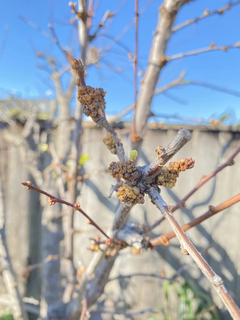 Almond and plum bud gall mite - photo 2