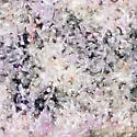Acalitus ruelliae