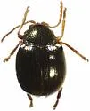 Acallepitrix nitens