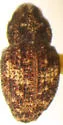 Acalles carinatus - photo 2
