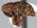 Acalles porosus - photo 2