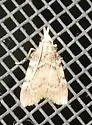Acallis alticolalis - Hodges#5543 - photo 2