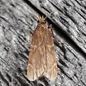 Acallis alticolalis - Hodges#5543 - photo 3