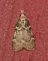 Acallis alticolalis - Hodges#5543 - photo 4