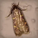 Acallis griphalis - Hodges#5541