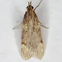Acallis griphalis - Hodges#5541 - photo 2