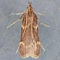 Acallis griphalis - Hodges#5541 - photo 3