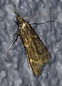 Acallis griphalis - Hodges#5541 - photo 4