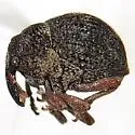 Acallodes saltoides