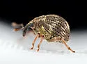 Acallodes saltoides - photo 4