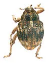 Acallodes ventricosus - photo 2