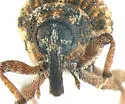 Acallodes ventricosus - photo 3