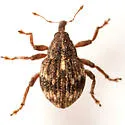 Acallodes ventricosus - photo 4