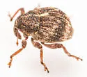 Acallodes ventricosus - photo 5