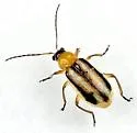 Acalymma blandulum - Acalymma blandulum