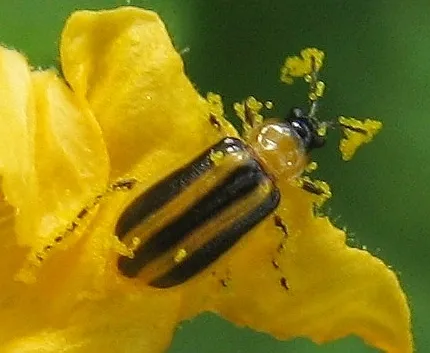 Acalymma gouldi