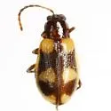 Acalymma peregrinum - photo 2