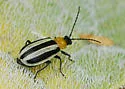 Western Striped Cucumber Beetle