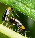 Western Striped Cucumber Beetle - photo 2