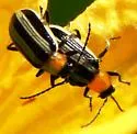 Western Striped Cucumber Beetle - photo 3