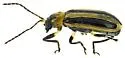 Western Striped Cucumber Beetle - photo 4