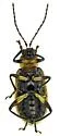 Western Striped Cucumber Beetle - photo 5