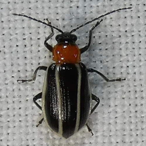 Narrow-lined Cucumber Beetle