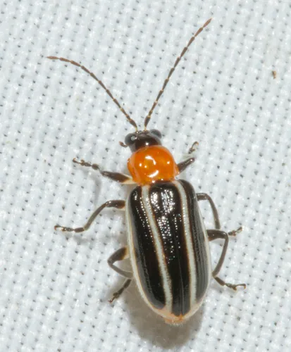 Narrow-lined Cucumber Beetle - photo 2