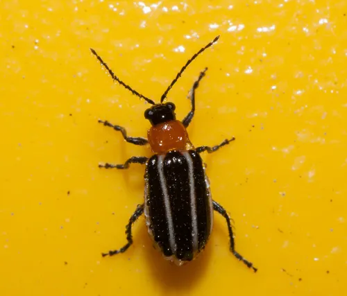 Narrow-lined Cucumber Beetle - photo 3