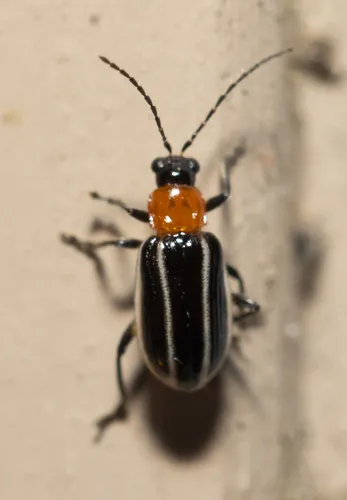 Narrow-lined Cucumber Beetle - photo 4