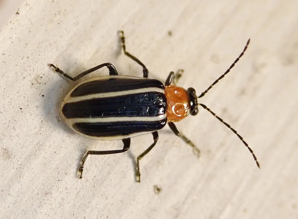 Narrow-lined Cucumber Beetle - photo 5