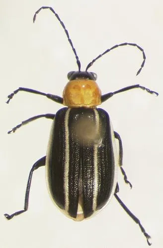 Narrow-lined Cucumber Beetle - photo 6