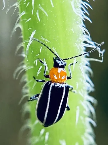 Narrow-lined Cucumber Beetle - photo 7