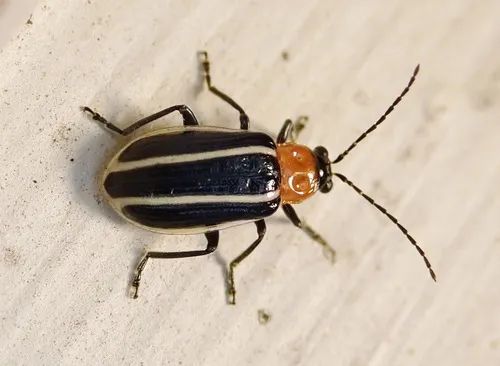 Narrow-lined Cucumber Beetle - photo 8