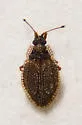 Acalypta barberi