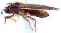 Acalypta barberi - photo 3