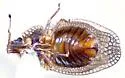 Acalypta barberi - photo 4