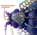 Acalypta barberi - photo 5