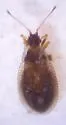 Acalypta cooleyi