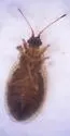 Acalypta cooleyi - photo 2