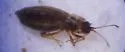 Acalypta cooleyi - photo 3