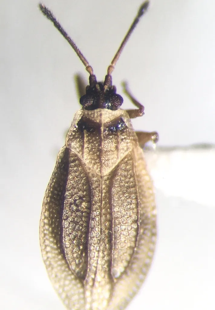 Acalypta elegans - photo 2